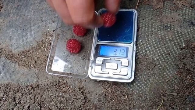 Малина Таганка в парнике в начале октября смотреть онлайн