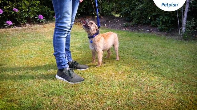 Border Terrier Dog Breed: Temperament, Lifespan & Facts | Petplan