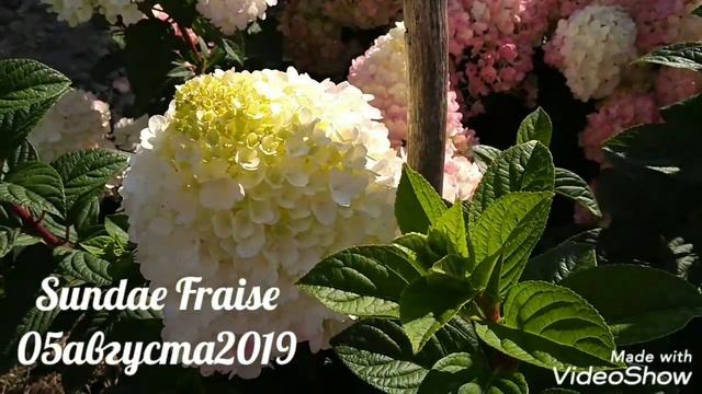 05августа2019 Карликовая Метельчатая Гортензия Sundae Fraise смотреть онлайн