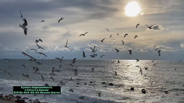 Сравниваем Крым и Сочи где лучше жить смотреть онлайн