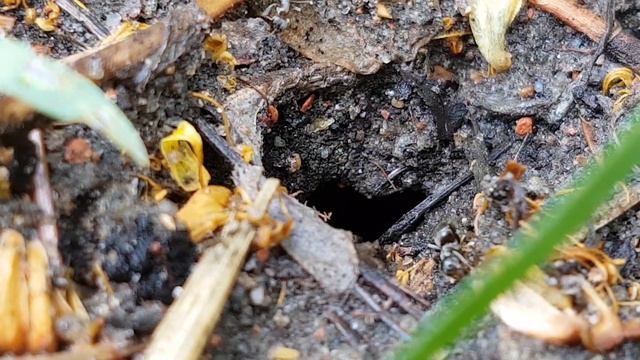 В поисках первой матки, пойманной собственноручно смотреть онлайн