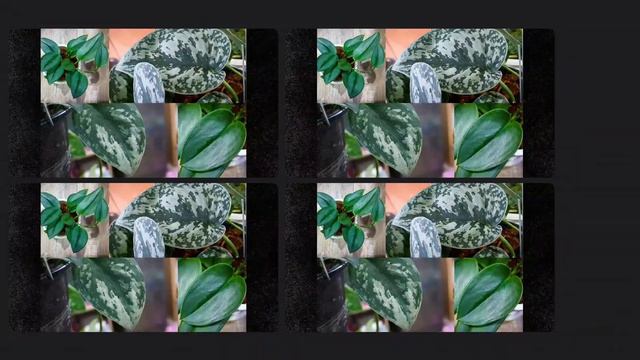 พลูหัวใจแนบ Scindapsus смотреть онлайн