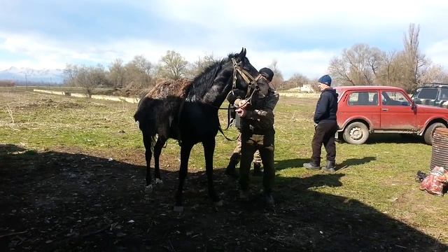 Адыгэш ( Кабардинская порода лошадей ) смотреть онлайн