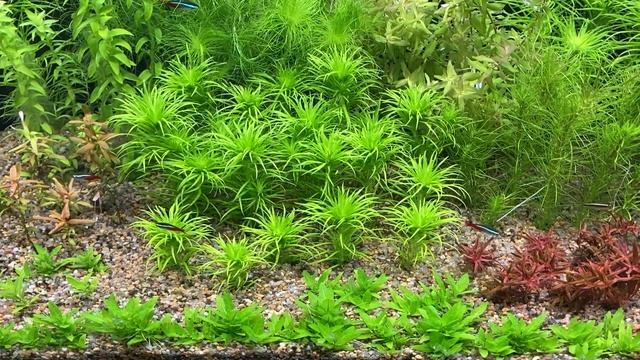 Нужен ли компрессор для аквариума. Какой компрессор выбрать.  Аэрация в травнике.