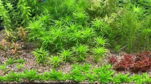 Нужен ли компрессор для аквариума. Какой компрессор выбрать.  Аэрация в травнике.