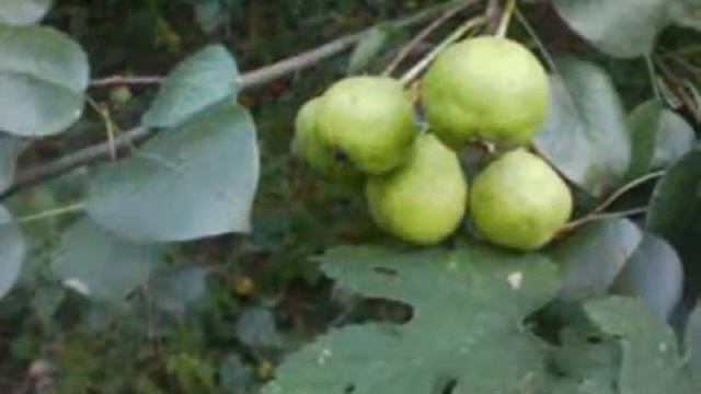 Поспевали яблоки и груши смотреть онлайн