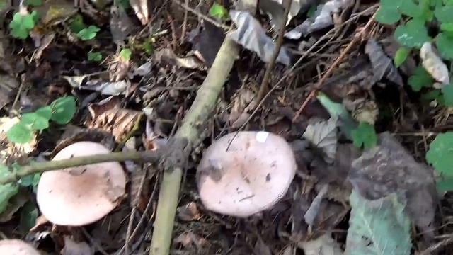 Грибы рядовки синие, фиолетовые в лесу целый ряд. смотреть онлайн