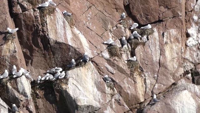 Птичьи базары в Териберском заливе Баренцева моря