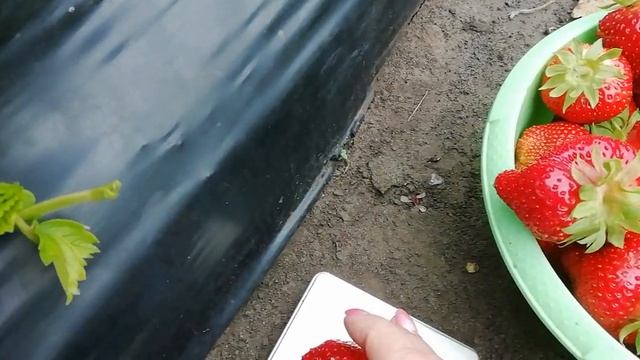 Чаморо-Туруси. Всем на зависть! смотреть онлайн