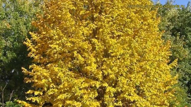 Липа монгольская Харвест Голд. Краткий обзор, описание характеристик tilia mongolica Harvest Gold смотреть онлайн