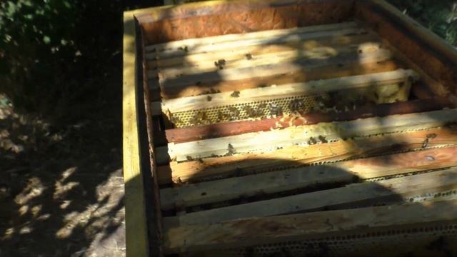 Матка перейдет в магазин, если нет решётки?