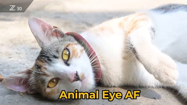 Hands on review Nikon Z30 смотреть онлайн