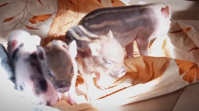 Малыши "Х-2"?Минипиги, микропиги, поросята, питомник Рязанская Диковинка, Рязань, minipig, micropig смотреть онлайн