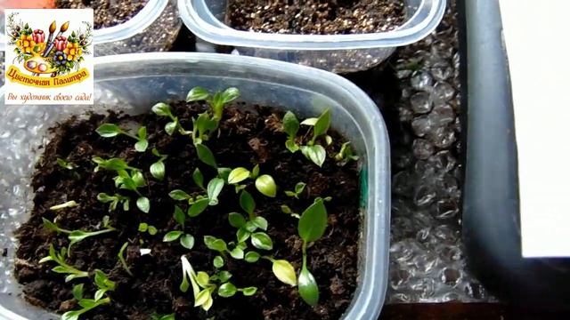 ХОСТЫ из семян ЭТО ПРОСТО !!! ЧАСТЬ 2 смотреть онлайн