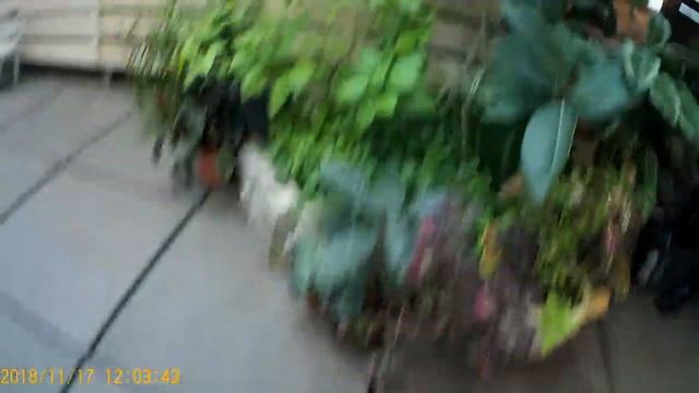 оранжерея Спб смотреть онлайн