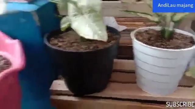 UPDATE HARGA POT- POT CANTIK & MURAH(MACAM POT BEGONIA, KARPET, AGLONEMA, ALOCASIA DAN LAIN-LAIN) смотреть онлайн