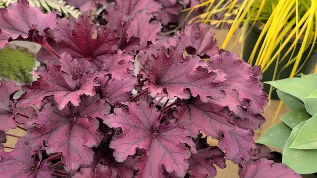 Heuchera Forever® Purple (Coral Bells) // One Of The BEST Deep, Dark Purple Ruffled Coral Bells.