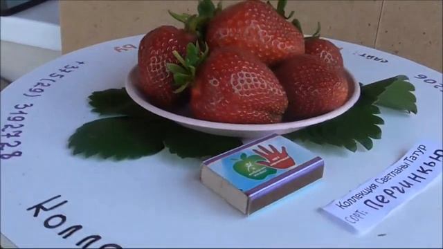 ПЕРЧИНКЬЮ! Новый сорт клубники со смешным названием... Очень сладкая и вкусная. смотреть онлайн