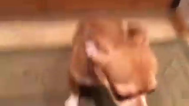 смышленая чихуахуа!!! смотреть онлайн