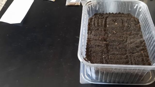 Как правильно высаживать семяна Табака на рассаду 2022г-часть-1 смотреть онлайн