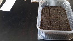 Как правильно высаживать семяна Табака на рассаду 2022г-часть-1