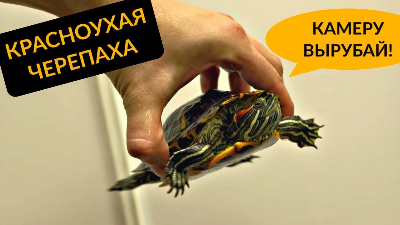 Красноухая черепаха дома. НЕ ПОКУПАЙ! смотреть онлайн
