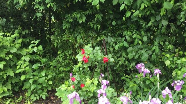 Роза Робуста (Robusta, Kordes 1979) смотреть онлайн