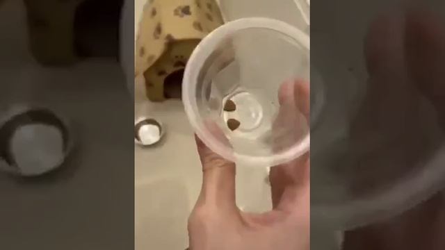 собака смотреть онлайн