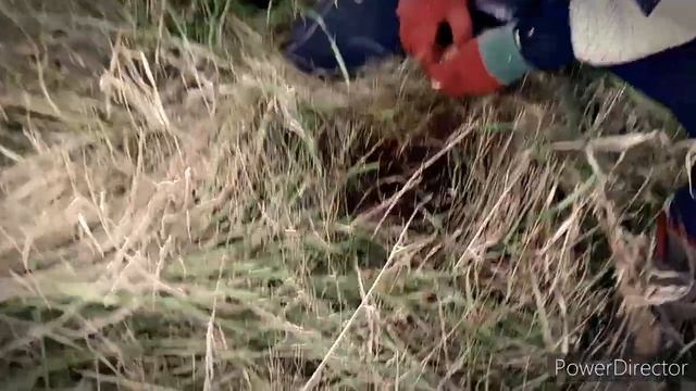 Маленький мальчик сажает деревья. смотреть онлайн