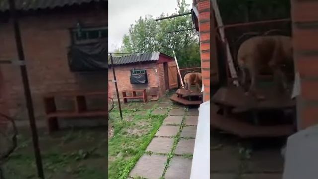 Рыжий кане корсо Корней в этот день год назад выехал из приюта в новый дом смотреть онлайн