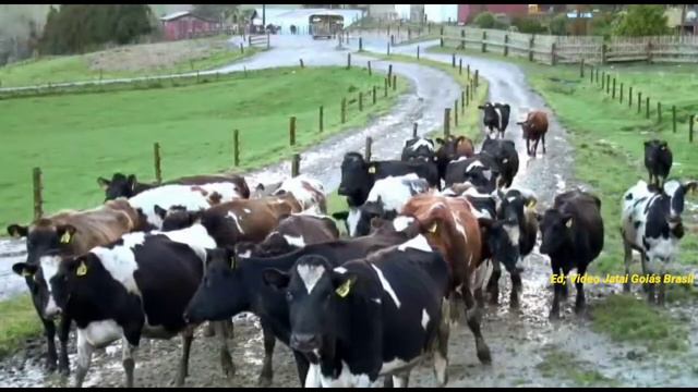 Lírio e Delírio - Meu Sertão Tão Bonito. смотреть онлайн