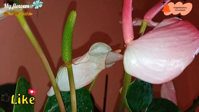 Не цветет Антуриум,что делать? смотреть онлайн