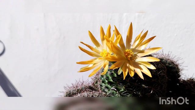 Yearly ones flowering cactus смотреть онлайн