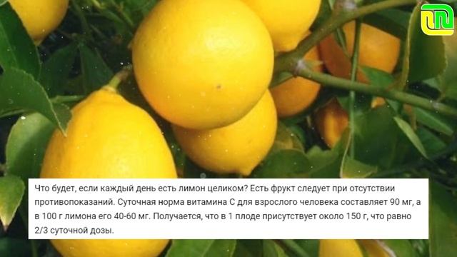 Что будет, если есть лимон каждый день? Какова его норма? | Польза и вред лимона для организма ? смотреть онлайн