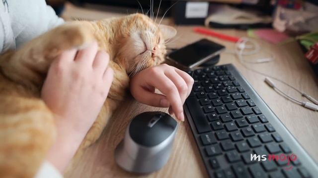 Top 10 Easiest Pets to Take Care Of смотреть онлайн