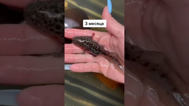 #recommendations #axolotl #animals #аксолотль #чудоприроды смотреть онлайн