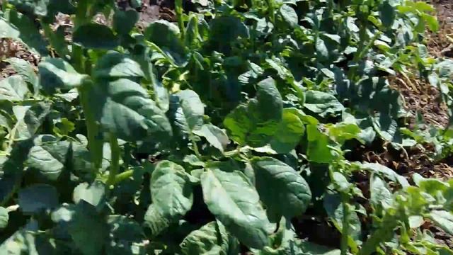 Как уничтожить Жирную траву в картошке смотреть онлайн