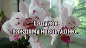 Радуйся каждому новому дню   *