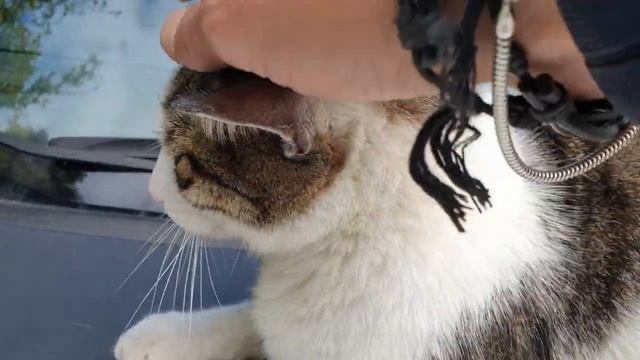 "Felis silvestris catus" si compiace, poi si infastidisce ed infine si rilassa смотреть онлайн