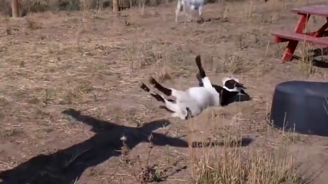 10 Scariest Pets People Actually Own!