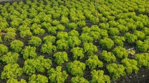 Салат зеленый листовой Левистро в теплице с отоплением. Выращиваем овощи и зелень в зимний период.