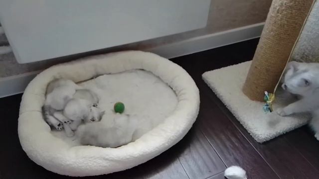 1 МЕСЯЦ И 3 ДНЯ котятам британской шиншиллы (дата рождения: 20.04.2022 г.). смотреть онлайн