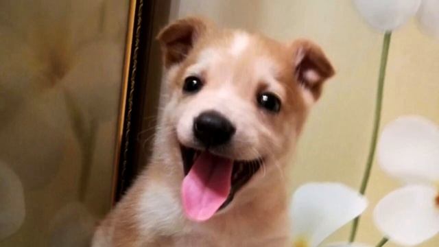 Грустного щенка забрали из приюта, а утром всех ждал неожиданный сюрприз! смотреть онлайн