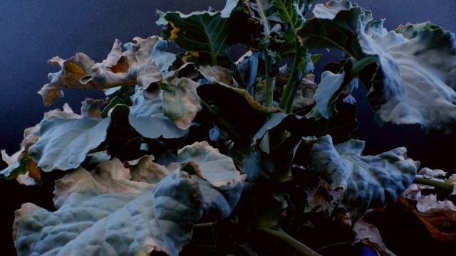 Time Lapse of Brassica Plant Growing from Seed and Wilting During Droughts смотреть онлайн
