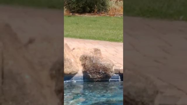 September ranch - Baily's pool game смотреть онлайн