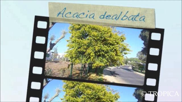 Acacia dealbata 13189 смотреть онлайн