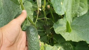 Овощи растут. Огурец СВ4097 от Seminis в пленочных теплицах