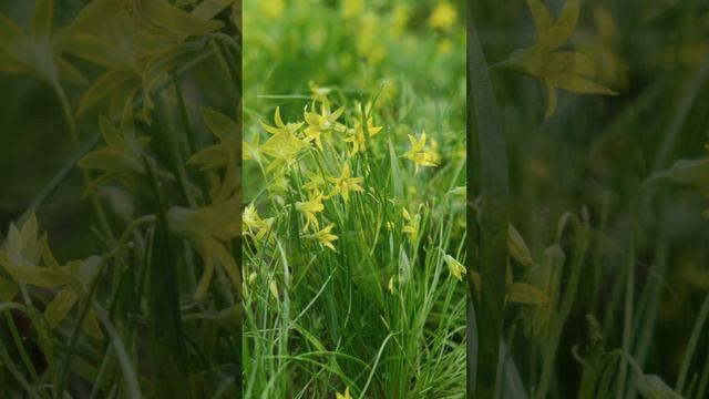 Гусиный лук