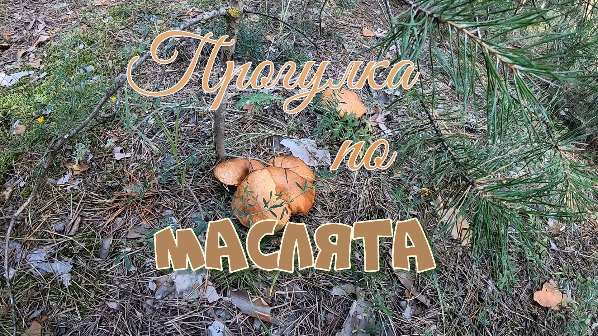 Прогулка по маслята. смотреть онлайн