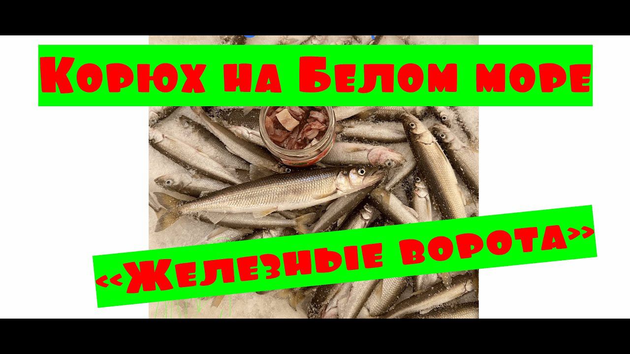 Рыбалка на белом море. Ловля корюшки на «сухом море» со льда. #Рыболов_Севера смотреть онлайн